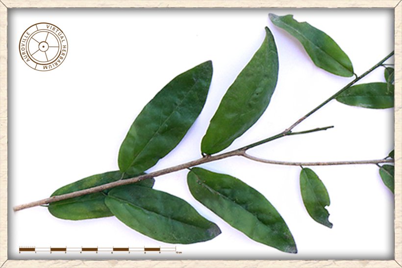 Cadaba fruticosa leaf arrangement