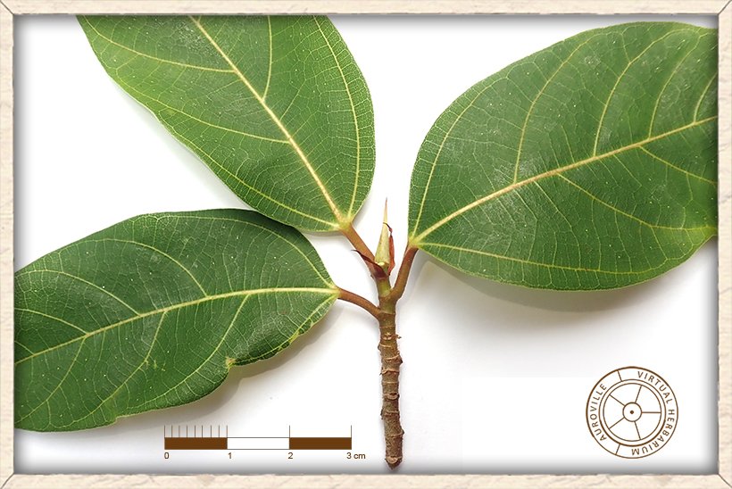 Ficus racemosa central leaf bud