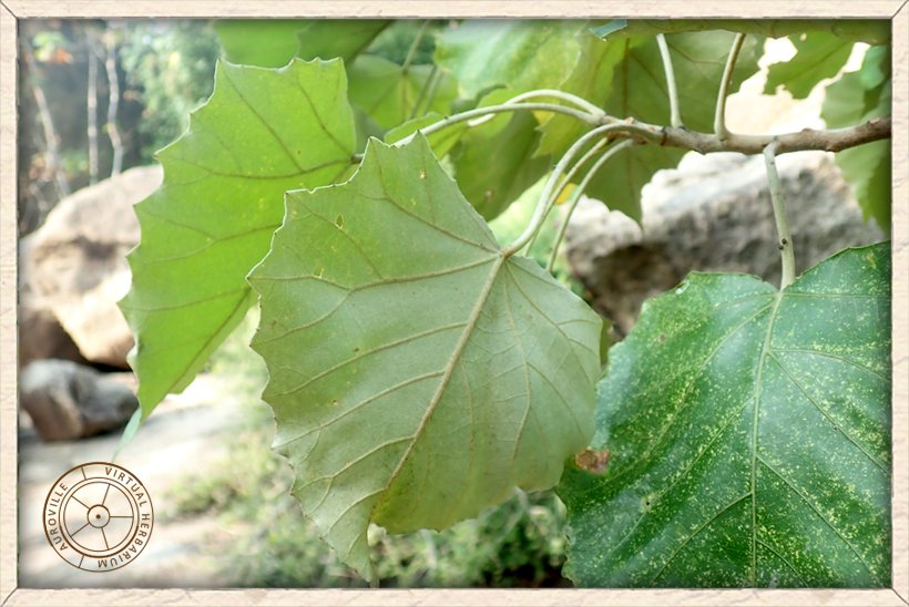 Givotia moluccana leaves on stem