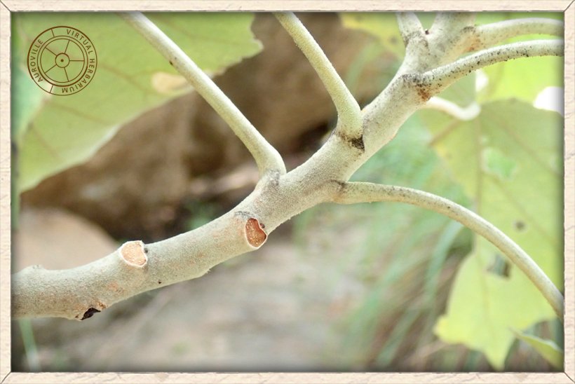 Givotia moluccana leaf petioles and scars