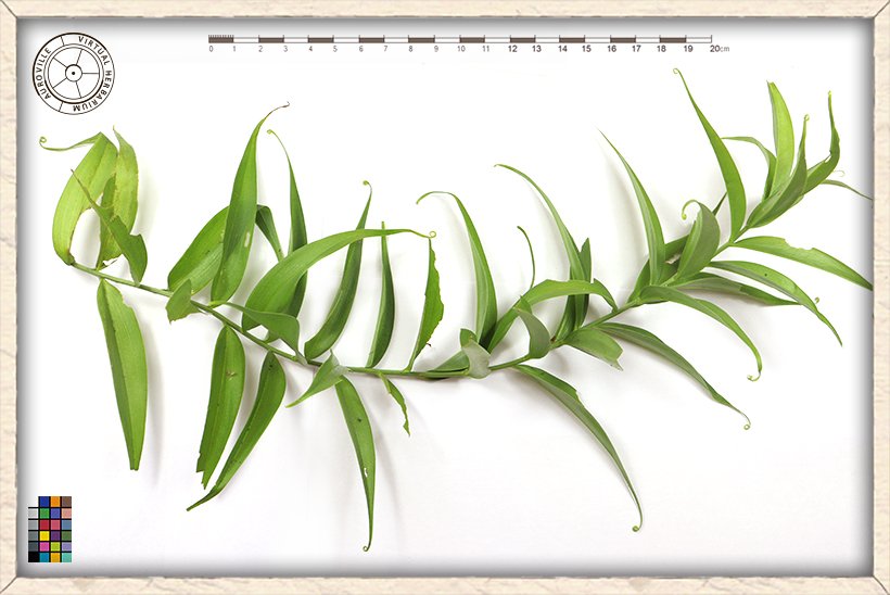 Gloriosa superba leaves on stem