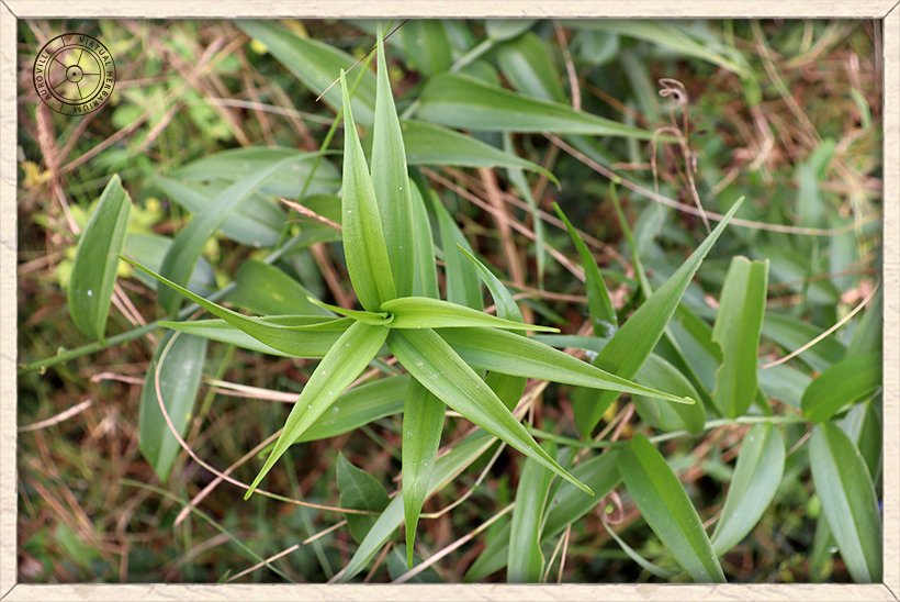 Gloriosa superba leaves (top view)