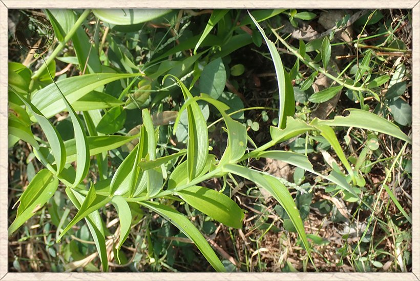 Gloriosa superba leaves on stem