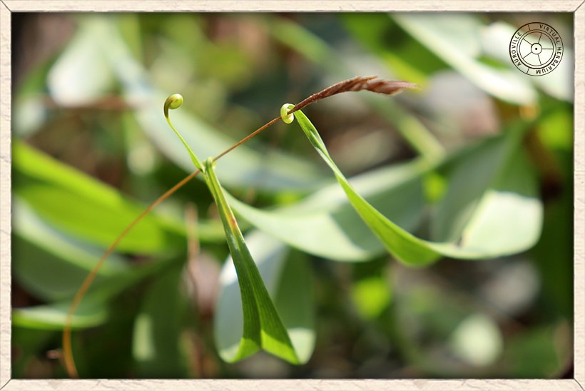 Gloriosa superba tendrilled leaf tip