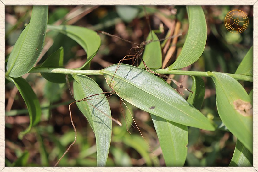 Gloriosa superba leaves with prominent midrib