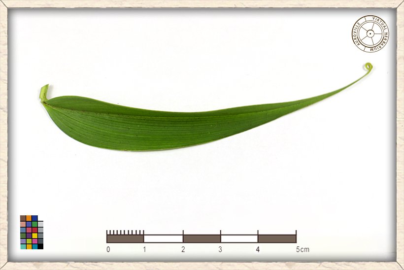 Gloriosa superba leaf (upper side)