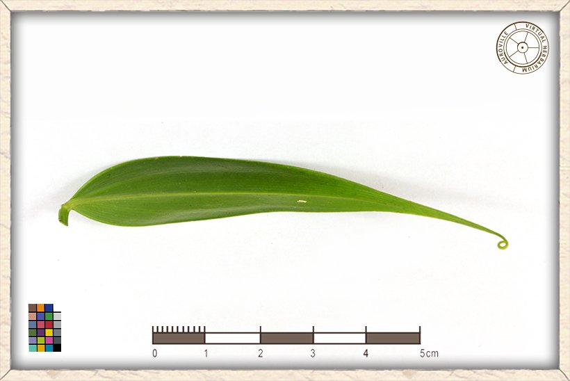 Gloriosa superba leaf (lower side)