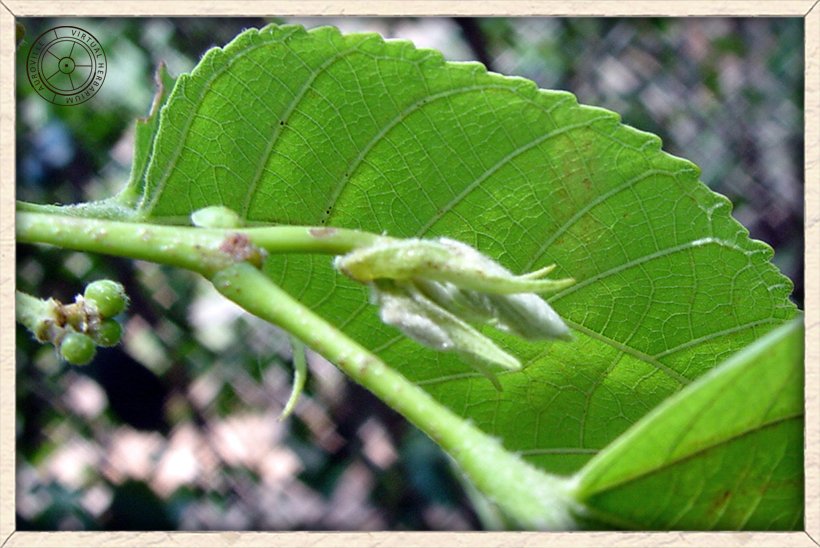 Grewia tiliifolia young leaf growth