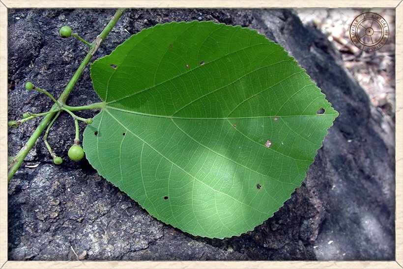 Grewia tiliifolia leaf with serrate margin (upper side)