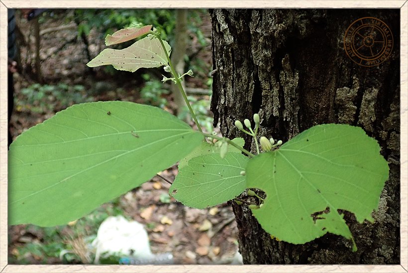 Grewia tiliifolia leaves growing from the main stem
