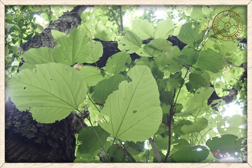 Grewia tiliifolia leaves (lower side)