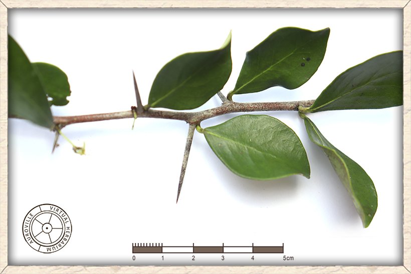 Gymnosporia emarginata branchlet with thorns