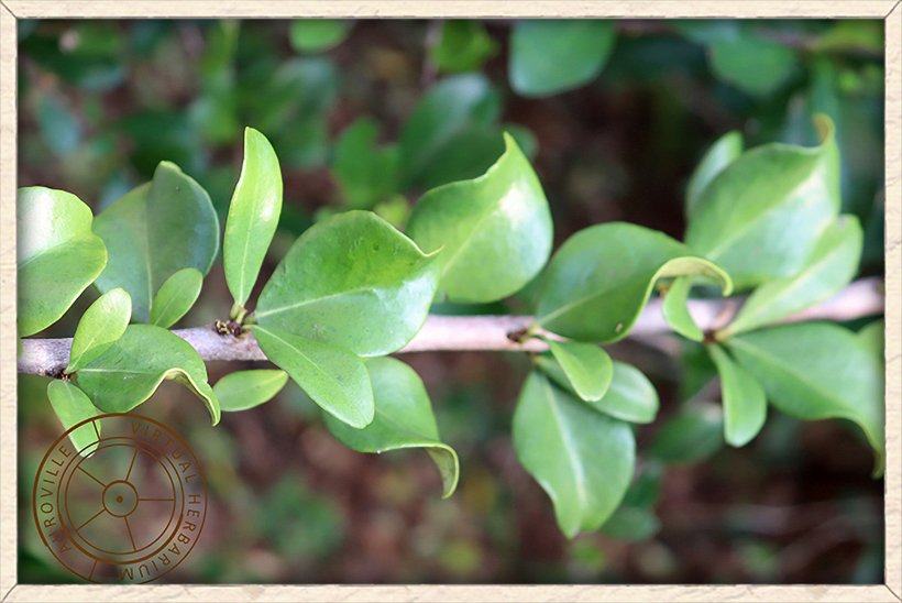 Gymnosporia emarginata branchlet with leaves