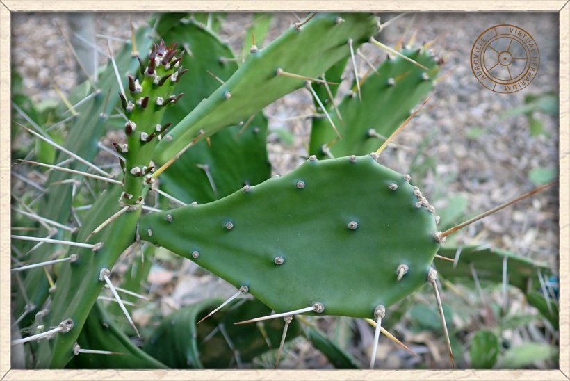Opuntia monacanthos cladodes