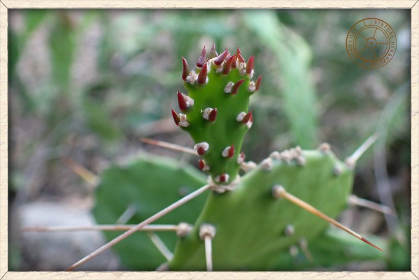 Opuntia monacanthos new leaves on a young cladode