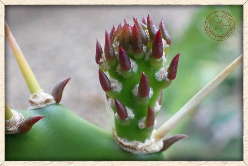 Opuntia monacanthos new leaves on a young cladode