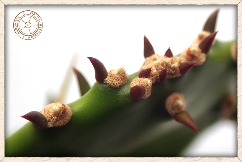 Opuntia monacanthos new leaves and velvet areoles at the base of the future spikes