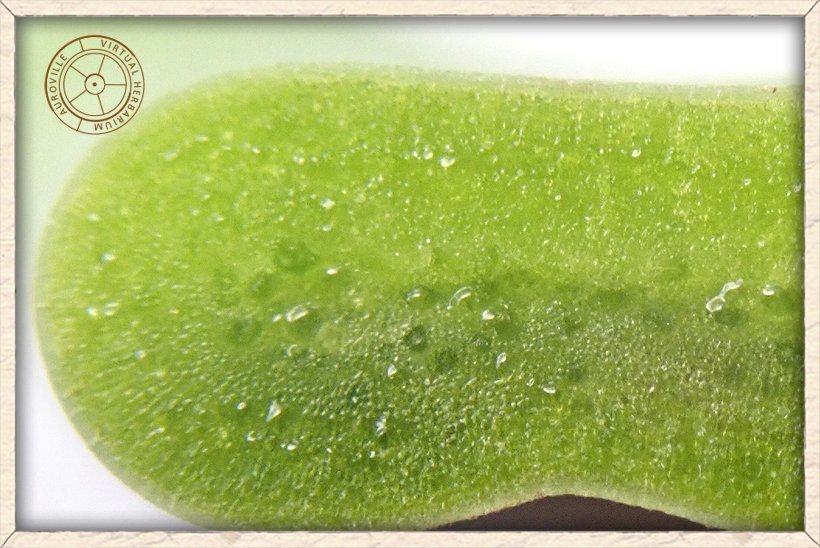 Opuntia monacanthos cladode cut in half to show its inner texture