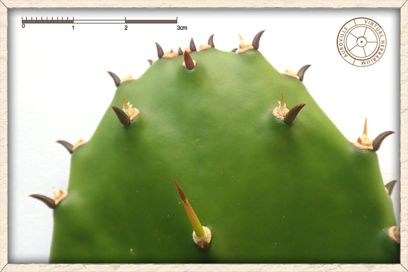 Opuntia monacanthos upper part of the cladode with red succulent leaves
