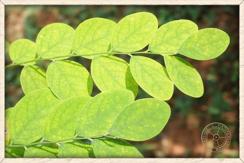 Phyllanthus pinnatus lateral branchlets with simple leaves