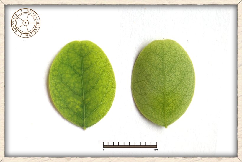 Phyllanthus pinnatus leaf upper side (left) and lower side (right)