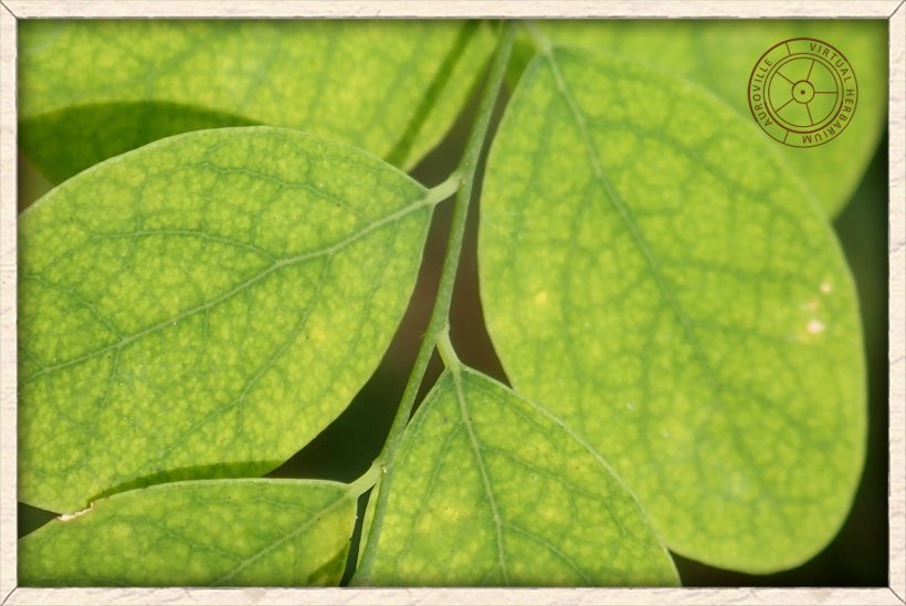 Phyllanthus pinnatus alternate leaf arrangement