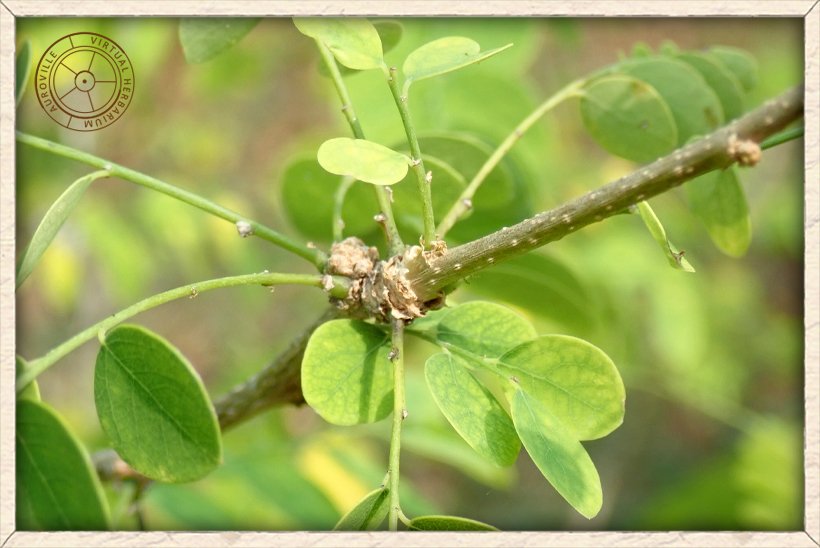 Phyllanthus pinnatus stem with nodule at the base of branchlet