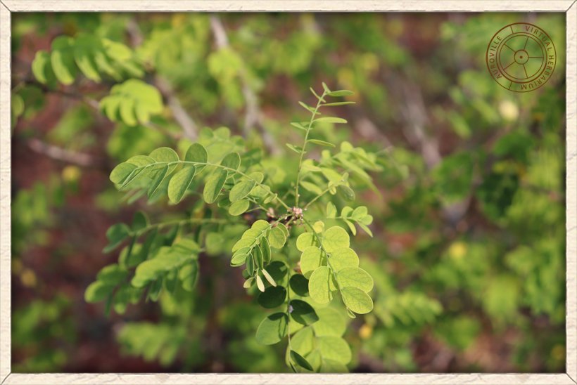 Phyllanthus pinnatus foliage