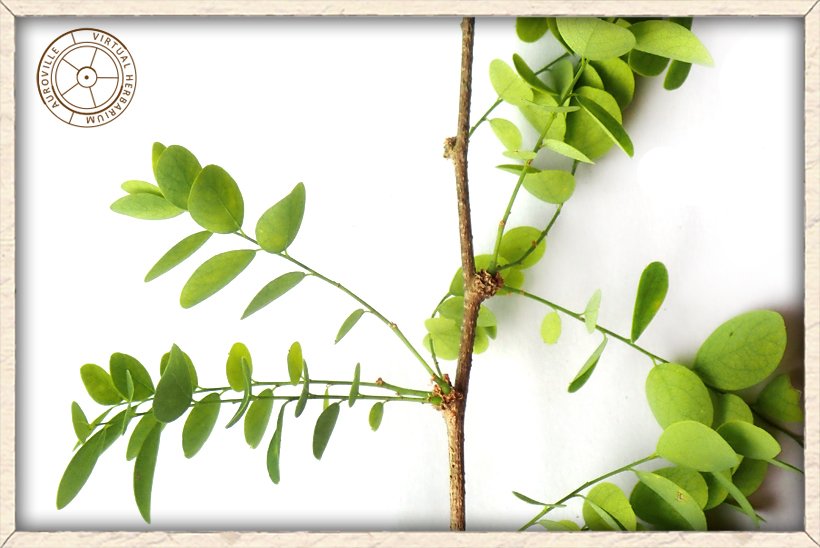 Phyllanthus pinnatus stem with lateral branchlets