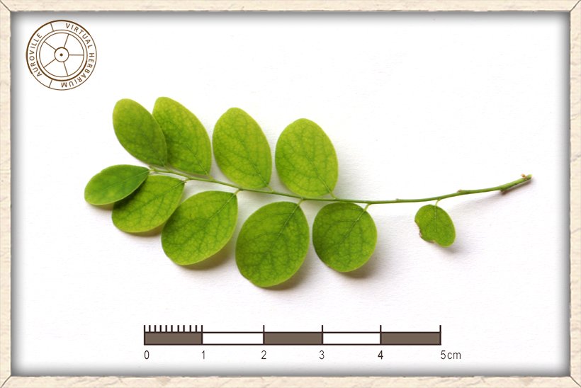 Phyllanthus pinnatus leaves (upper side) on branchlet