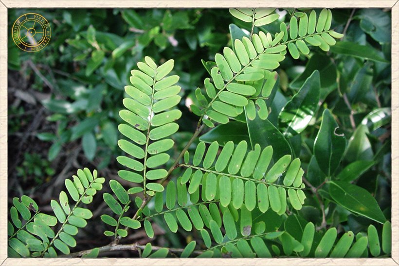 Phyllanthus racemosus pinnate leaves growing alternatively on the stem