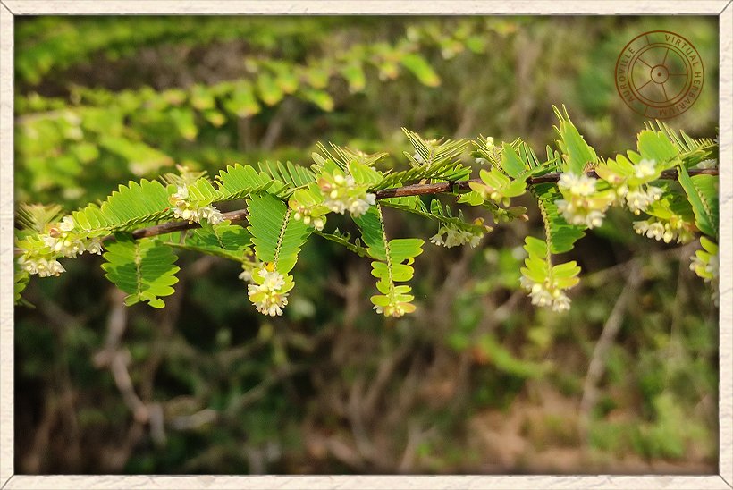 Phyllanthus racemosus leaves and flowers