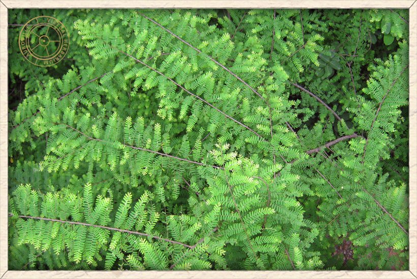 Phyllanthus racemosus leaves and stem arrangement