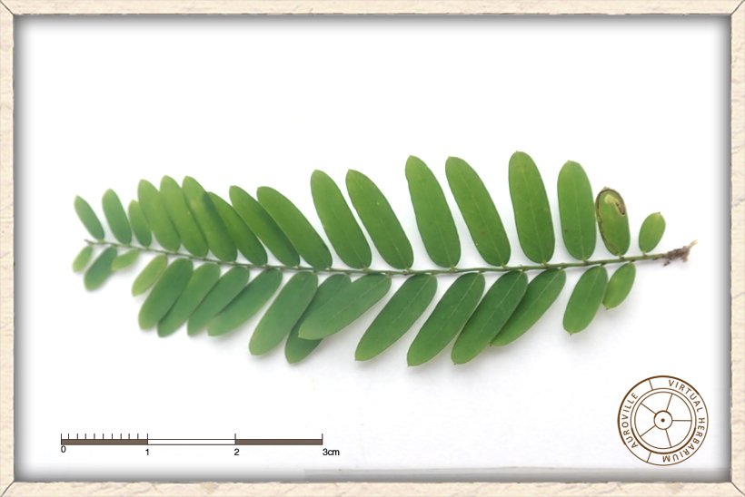 Phyllanthus racemosus pinnate leaf (upper side)
