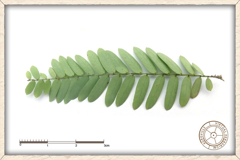 Phyllanthus racemosus pinnate leaf (lower side)