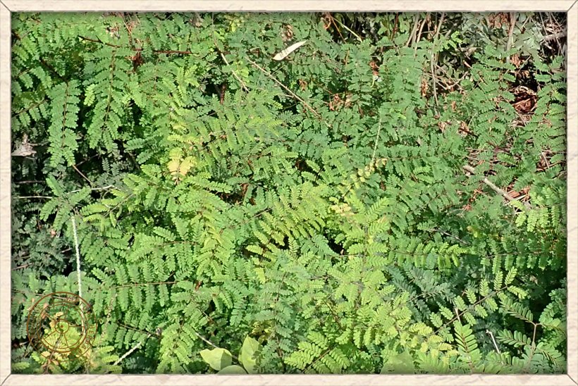 Pterolobium hexapetalum foliage