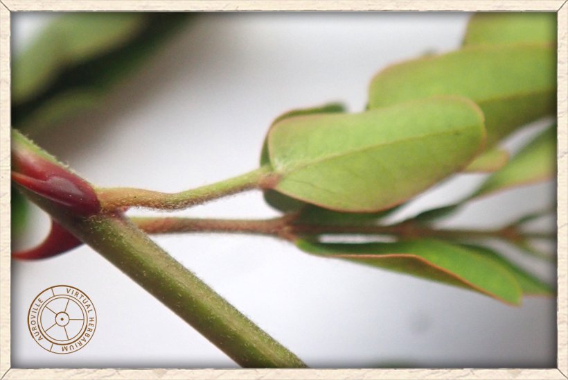 Pterolobium hexapetalum leaflet petiole