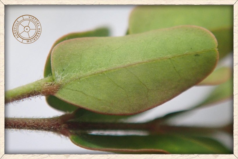 Pterolobium hexapetalum leaflet (lower side)