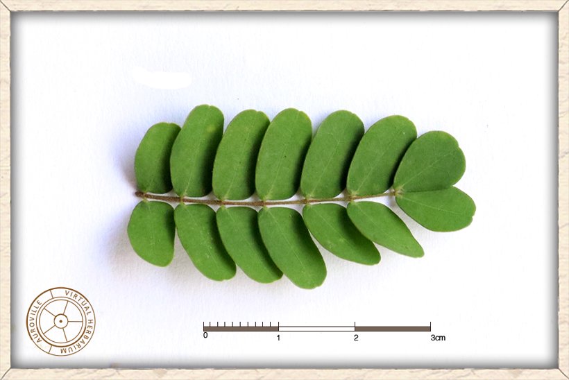 Pterolobium hexapetalum pinnae (upper side)