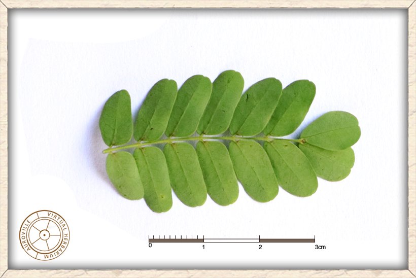 Pterolobium hexapetalum pinnae (lower side)