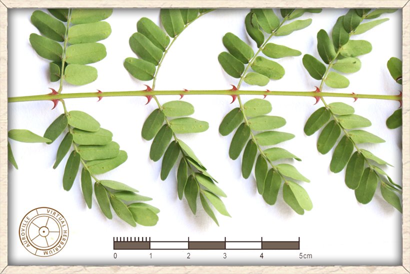 Pterolobium hexapetalum armed rachis with pairs of recurved thorns