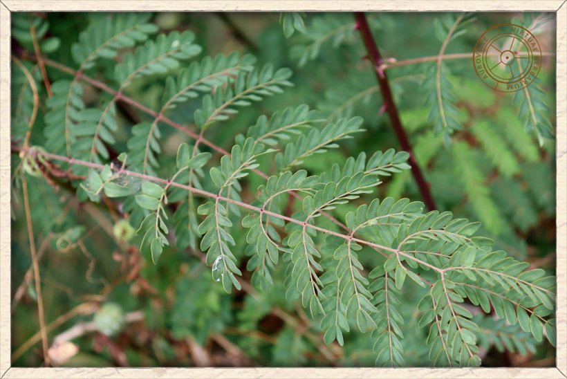 Pterolobium hexapetalum leaves