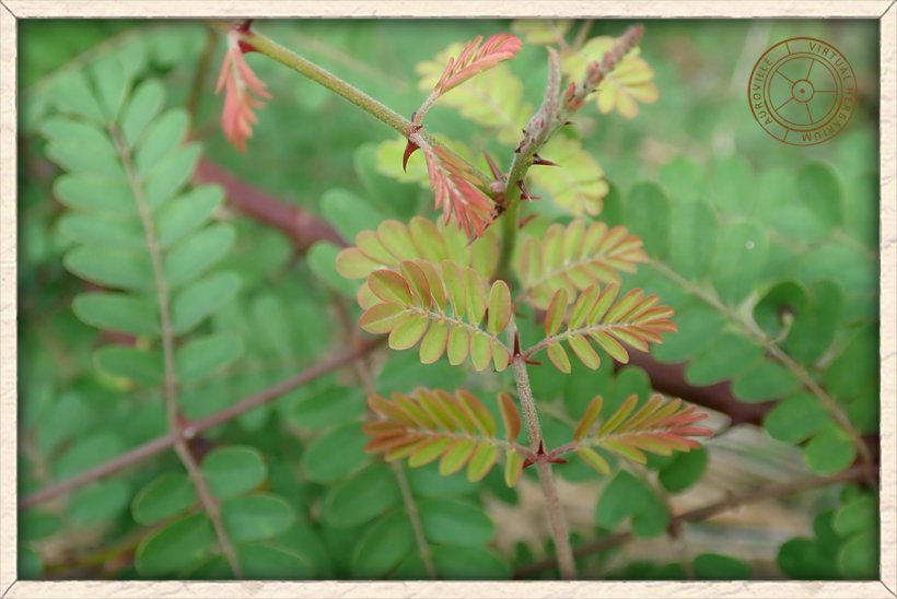Pterolobium hexapetalum young leaves
