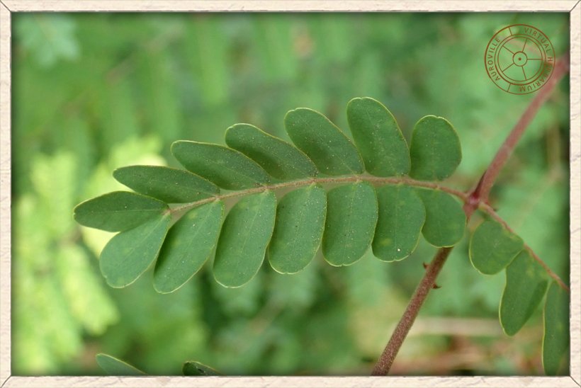 Pterolobium hexapetalum pinnae