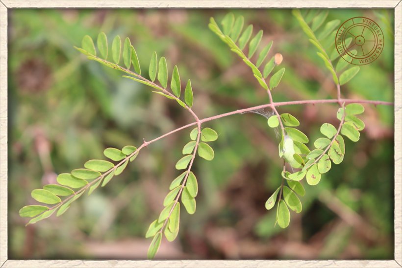Pterolobium hexapetalum leaflets