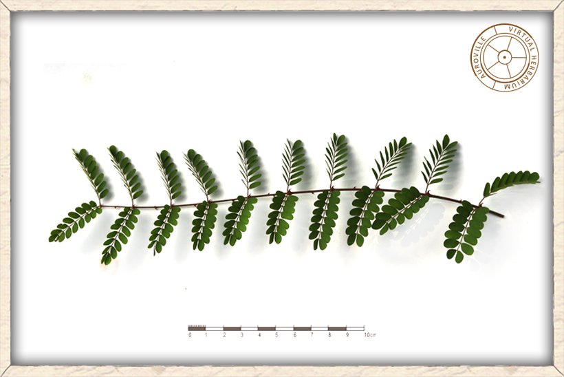 Pterolobium hexapetalum leaf (upper side)