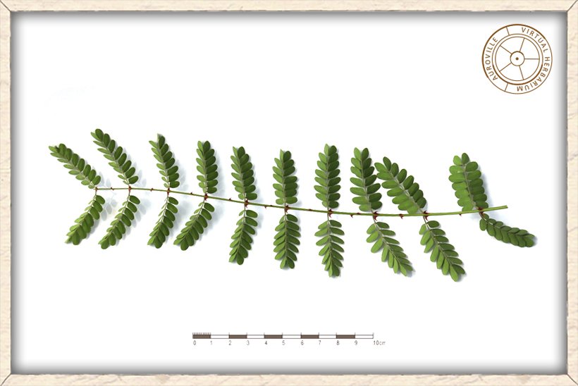 Pterolobium hexapetalum leaf (lower side)