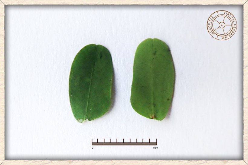 Pterolobium hexapetalum leaflet upper side (left) and lower side (right)
