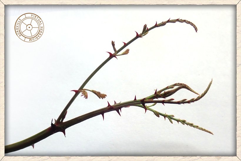 Pterolobium hexapetalum young leaf growth