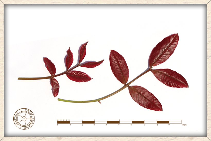 Schleichera oleosa young red leaves